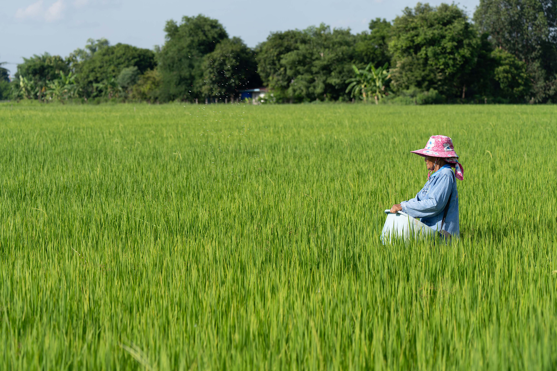 DFI Retail Group Launches Low-Carbon Rice Pilot Programme, Reduces at Least 30% in GHG Emissions
